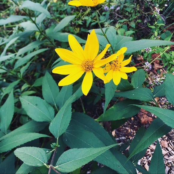 Meet your Posher, enc finds 🤍 - Picture 1 of 1